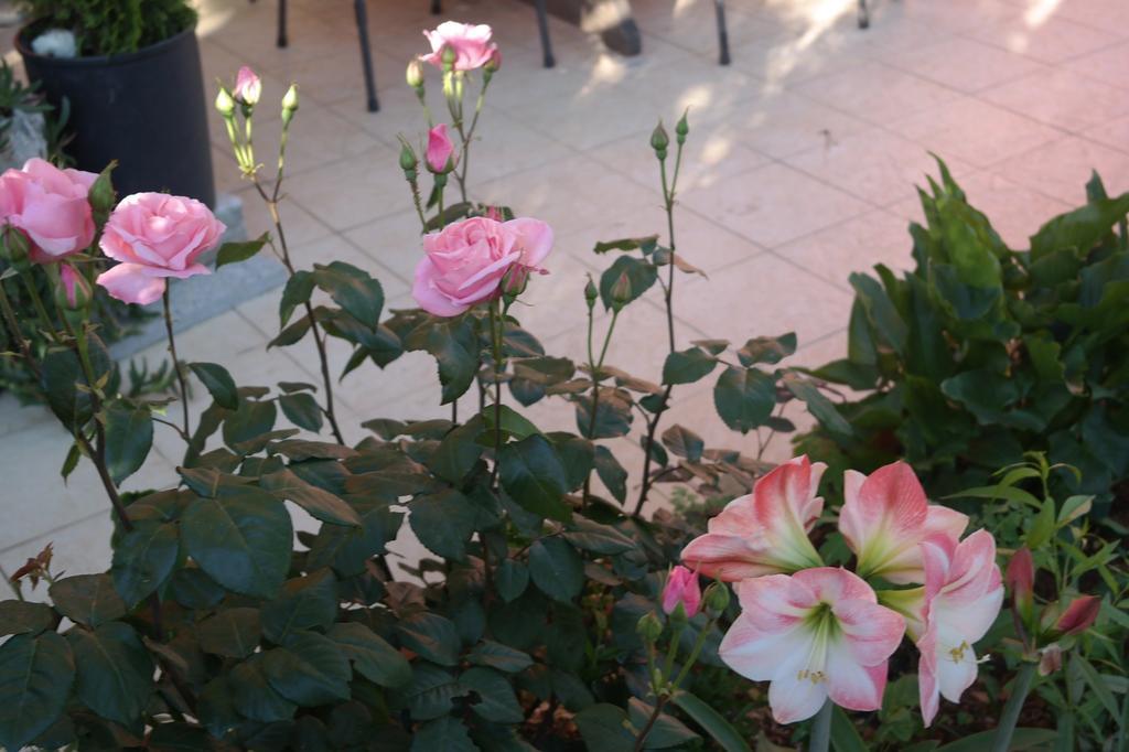 זאדאר Villa Nada מראה חיצוני תמונה